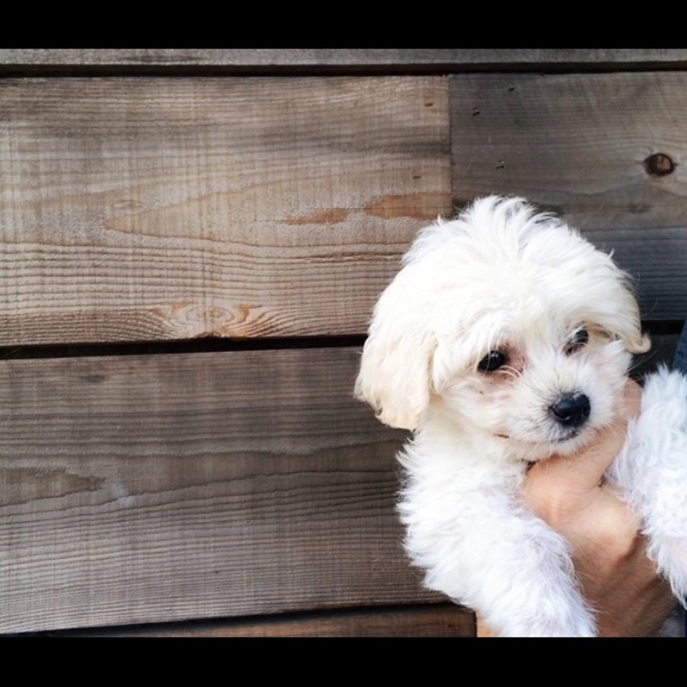 Meet your Posher, Anna